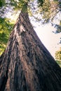 Twisted Tree Trunk, Looking up at  wicked tree Royalty Free Stock Photo