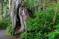 twisted tree trunk in a magnificent forest