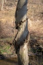 A twisted tree trunk with marks of strangulation Royalty Free Stock Photo