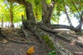 Twisted tree trunk with marks of strangulation Royalty Free Stock Photo