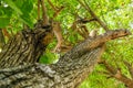 Twisted tree trunk with marks of strangulation Royalty Free Stock Photo