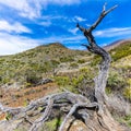 Twisted Tree Trunk Near The Summit of Mauna Kea Volcano Royalty Free Stock Photo