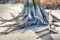 A twisted tree trunk on a sandy beach. Royalty Free Stock Photo