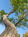 Twisted tree trunk spiraling upward against clear blue sky Royalty Free Stock Photo