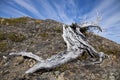 Twisted tree trunk at Torres del Paine Royalty Free Stock Photo