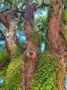 Twisted tree trunks covered in fern.