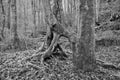 Twisted tree trunks in winter grey misty woodland with roots Royalty Free Stock Photo