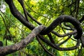 Twisted tree vine in western ghats, Maharashtra, India