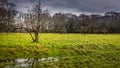 Twisted tree on the wet grassland on dark forest and stormy sky background