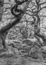 Twisted trees in the forest black and white