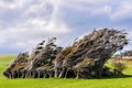 Twisted trees near Slope Point, New Zealand