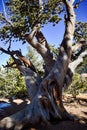 Ancient Bristlecone Pine Tree Twisted Trunks