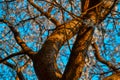 Twisted trunk with branches of blooming apple tree with white flowers. Spring blossom. Blue sky backdrop. Embossed orange bark