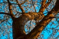 Twisted trunk with branches of blooming apple tree with white flowers. Spring blossom. Blue sky backdrop. Embossed brown bark Royalty Free Stock Photo