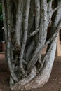 The twisted trunk of Ficus benjamina, Banyan Tree