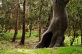Twisted trunk of a large hollow unusual tree