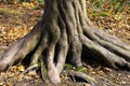 Twisted trunk of tree