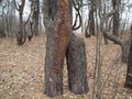 The twisted trunk of two pine trees. Beautiful nature. Embrace of trees