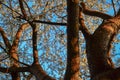 Twisted trunks with branches of blooming apple tree with white flowers. Spring blossom. Blue sky backdrop. Orange brown bark Royalty Free Stock Photo