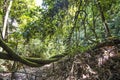 Twisted vine, also called liana, inside a tropical jungle.