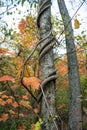 Twisted Vine Growing on Tree Trunk