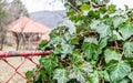 An ivy plant entangled in a wire fence Royalty Free Stock Photo