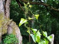 Twisted vine plant on the woods