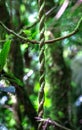 Twisted vines in Costa Rica Royalty Free Stock Photo