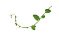 Twisted  vines  leaf with heart shaped green leaves isolated on white background, clipping path included. Floral Desaign. HD Image Royalty Free Stock Photo