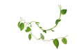 Twisted  vines  leaf with heart shaped green leaves isolated on white background, clipping path included. Floral Desaign. HD Image Royalty Free Stock Photo