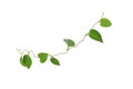 Twisted  vines  leaf with heart shaped green leaves isolated on white background, clipping path included. Floral Desaign. HD Image Royalty Free Stock Photo