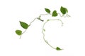 Twisted  vines  leaf with heart shaped green leaves isolated on white background, clipping path included. Floral Desaign. HD Image Royalty Free Stock Photo