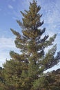 Twisted white pine