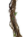 Twisted wild liana jungle vines plant growing on tree branch iso