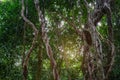 Twisted wild liana messy jungle vines plant with lichen on lush Royalty Free Stock Photo