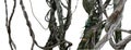 Twisted wild liana messy jungle vines plant with moss, lichen an