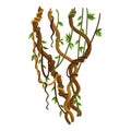 Twisted wild lianas branches banner. Jungle vine plants