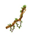 Twisted wild lianas branches banner. Jungle vine plants. Rainforest flora and exotic botany