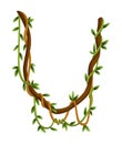 Twisted wild lianas branches banner. Jungle vine plants. Rainforest flora and exotic botany. Woody natural branches