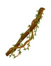 Twisted wild lianas branches banner. Jungle vine plants. Woody natural tropical rainforest, exotic botany