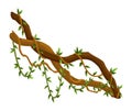 Twisted wild lianas branches banner. Jungle vine plants. Woody natural tropical rainforest, exotic botany