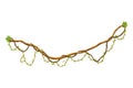 Twisted wild lianas branches banner. Jungle vine plants. Woody natural tropical rainforest, exotic botany. Woody natural