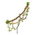 Twisted wild lianas branches banner. Jungle vine plants. Woody natural tropical rainforest