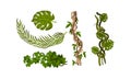 Twisted Wild Lianas with Green Twining Plants Vector Set