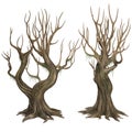 Twisted old trees with bare branches Royalty Free Stock Photo