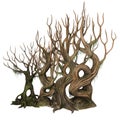 Twisted wildwood trees Royalty Free Stock Photo