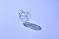 Twisted wire inside transparent plastic heart. Royalty Free Stock Photo