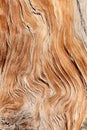 Twisted wood grain Royalty Free Stock Photo