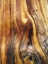 Twisted wood grain Royalty Free Stock Photo