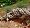 Twisted Wood Grain Royalty Free Stock Photo